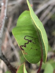 Stigmella prunifoliella