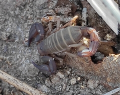 Pseudouroctonus santarita