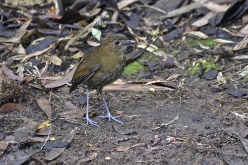 Brown-banded Antpitta (Grallaria milleri), photo 10