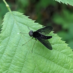 Chrysopilus connexus