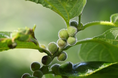 Celticecis oviformis