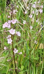Sidalcea virgata