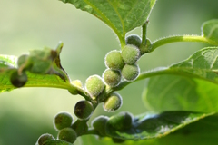 Celticecis oviformis