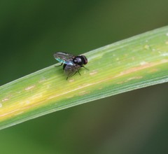 Ophiomyia kwansonis