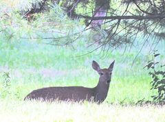 Odocoileus virginianus