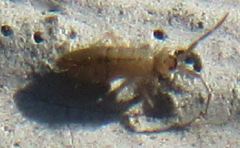 Entomobrya unostrigata