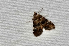 Elophila obliteralis