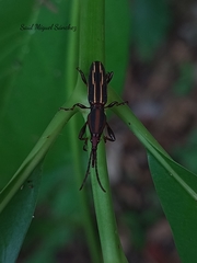 Estenorhinus flavolineatus