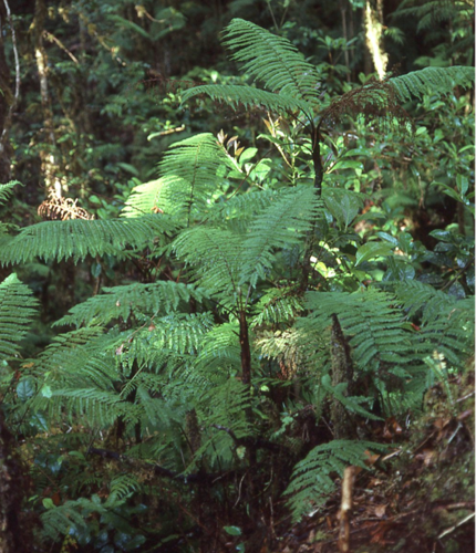 Alsophila perpelvigera
