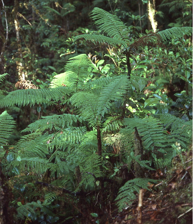 Alsophila perpelvigera