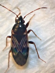 Paramyocara iridescens