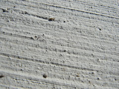 Entomobrya unostrigata