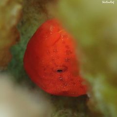 Antennatus tuberosus