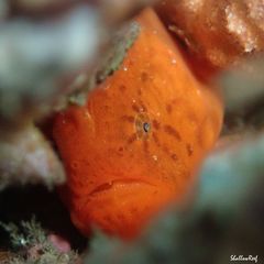 Antennatus tuberosus
