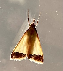 Autocharis