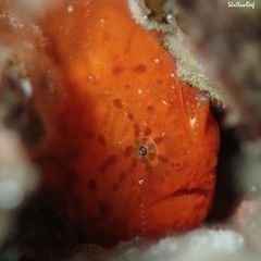 Antennatus tuberosus