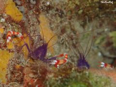 Stenopus tenuirostris