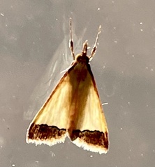 Autocharis
