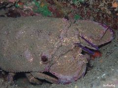 Scyllarides squammosus