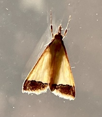 Autocharis