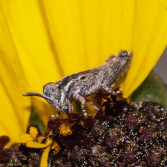 Melanoplus cinereus