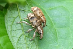 Atactogaster