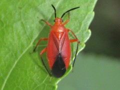 Coccobaphes frontifer