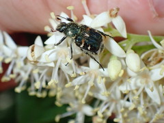 Trichiotinus affinis