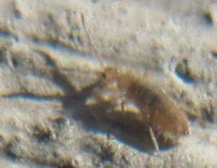 Entomobrya