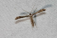 Adaina ambrosiae