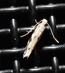 Erechthias zebrina