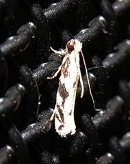 Erechthias zebrina