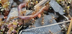 Lasius pallitarsis