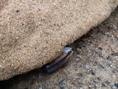 Mytilus californianus