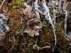 Illosporium carneum