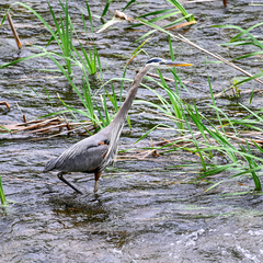 Ardea herodias herodias