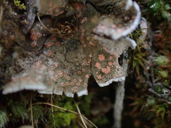 Illosporium carneum
