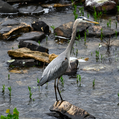 Ardea herodias herodias