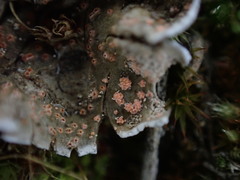 Illosporium carneum