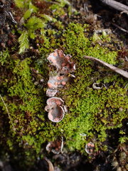 Illosporium carneum