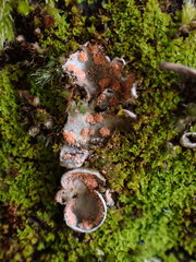 Illosporium carneum