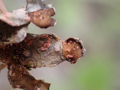 Illosporium carneum