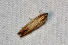 Eucosma radiatana