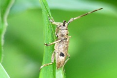 Monochamus bimaculatus
