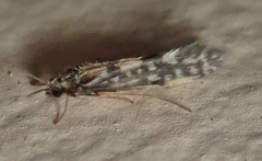 Agraylea multipunctata