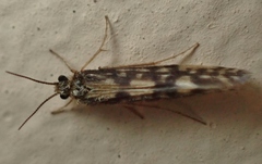 Agraylea multipunctata
