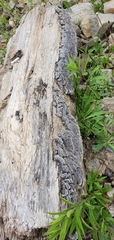 Trametes versicolor image