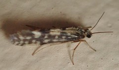 Agraylea multipunctata