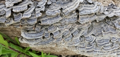 Trametes versicolor image