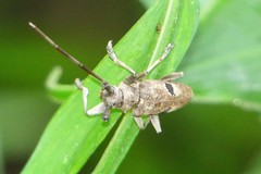 Monochamus bimaculatus